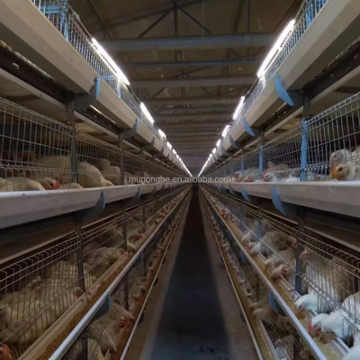 Wholesale H Type Automatic Broiler Chicken Cage for Poultry Farms