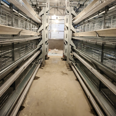 Wholesale H Type Automatic Broiler Chicken Cage for Poultry Farms