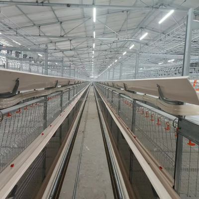 Wholesale H Type Automatic Broiler Chicken Cage for Poultry Farms