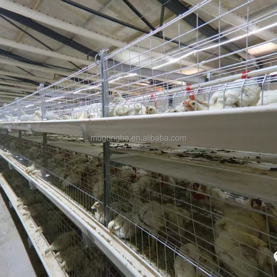 Hot Dip Galvanized H Type Automatic Battery Cage for Broiler Chickens