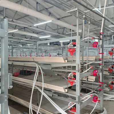 High Quality H Type Broiler Chicken Cage for Poultry Farming