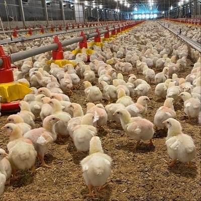 Durable Poultry Farming Floor System for Broiler Chickens