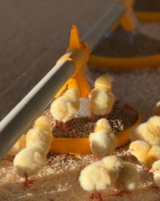 Durable Poultry Farming Floor System for Broiler Chickens