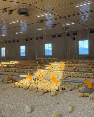 Durable Poultry Farming Floor System for Broiler Chickens