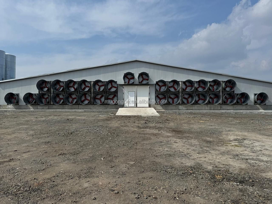 Durable Poultry Farming Floor System for Broiler Chickens