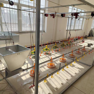 Wholesale Poultry Floor System with Automatic Feeders and Drinkers