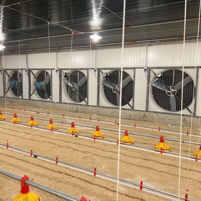 Automatic Broiler Chicken Floor System for Poultry Business