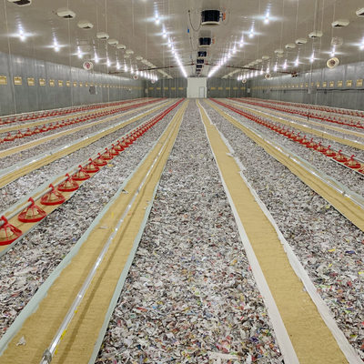 Automatic Broiler Chicken Floor System for Poultry Business