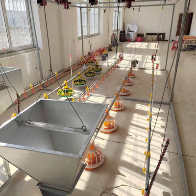 Automatic Broiler Chicken Floor System for Poultry Business