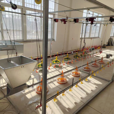 Long Lasting Poultry Floor System with Automatic Feeders for Broilers