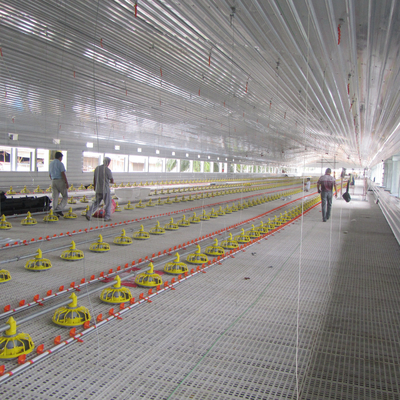 Long Lasting Poultry Floor System with Automatic Feeders for Broilers