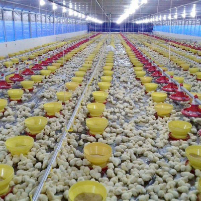 Long Lasting Poultry Floor System with Automatic Feeders for Broilers