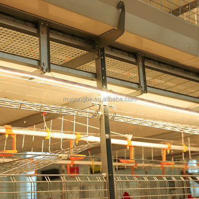 Factory Price Automatic System Battery Broiler 10000 Layer Chickens Farm Bird Cage for Sale