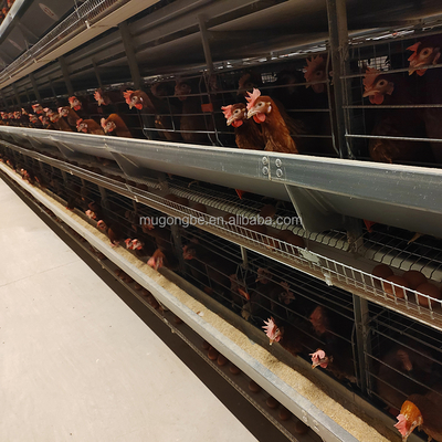 Automation Egg Layer Farming Chicken Cage for Poultry Farm Chicken House