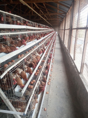 Layer Chicken Battery Cage for Chicken Breeding