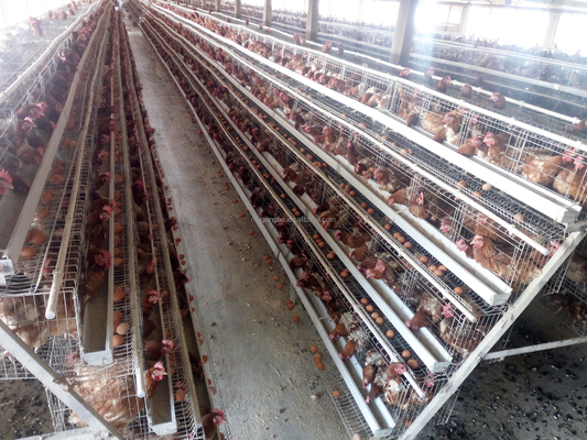 Layer Chicken Battery Cage for Chicken Breeding