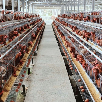 Hot Dip Galvanize Steel Automatic a Type Layer Poultry Farm Battery Chicken Cage for Chicken