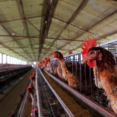 Hot Dip Galvanize Steel Automatic a Type Layer Poultry Farm Battery Chicken Cage for Chicken